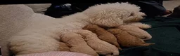 Cavapoochon dogs for sale: 🐾 8 Beautiful Cavapoochon Puppies - Advert 17