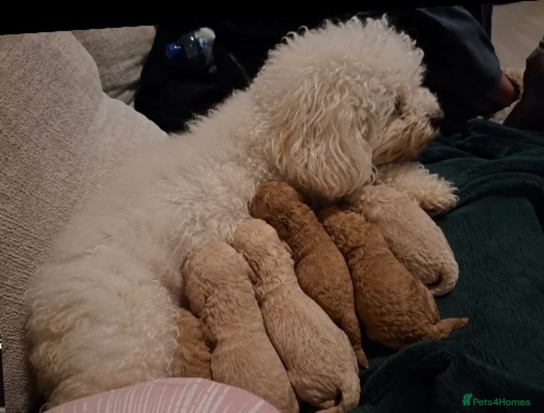 Cavapoochon dogs for sale: 🐾 8 Beautiful Cavapoochon Puppies - Advert 17