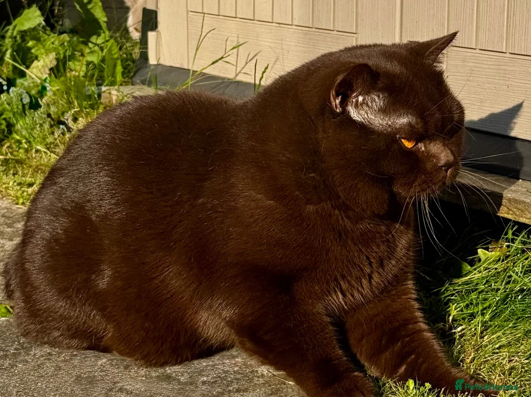 British Shorthair cats for stud: GCCF  Registered Chocolate & Lilac Active Studs  - Advert 1