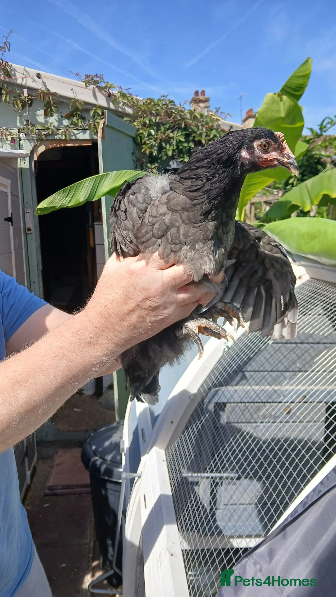 Mixed Breed poultry for sale: 2 x girls - Advert 2