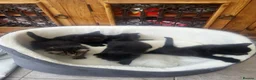 Mixed Breed cats for sale: Kittens forsale in Liverpool - Advert 4