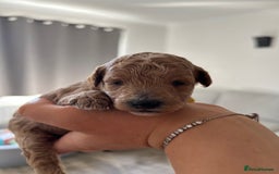 Cavapoo dogs for sale: Cavapoo Puppies for Sale - Image 18
