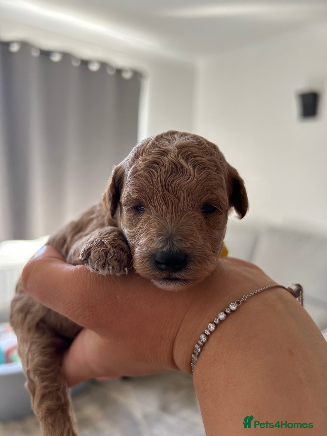 Cavapoo dogs for sale: Cavapoo Puppies for Sale - Image 18