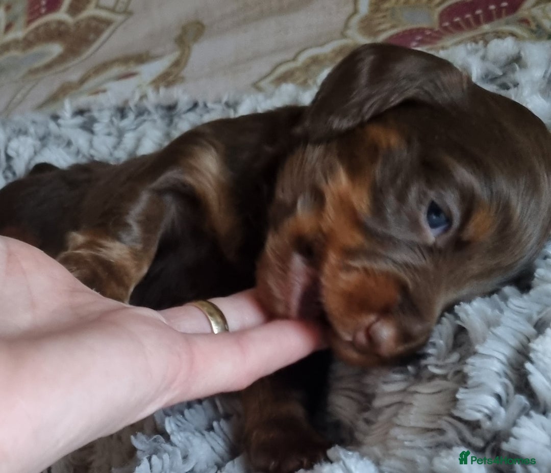 Miniature Dachshund dogs for sale: KC Reg. PRA Clear Long Haired Mini Dachshunds  - Advert 15