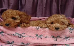 Cavapoo dogs for sale: Cavapoo puppy's  - Image 12