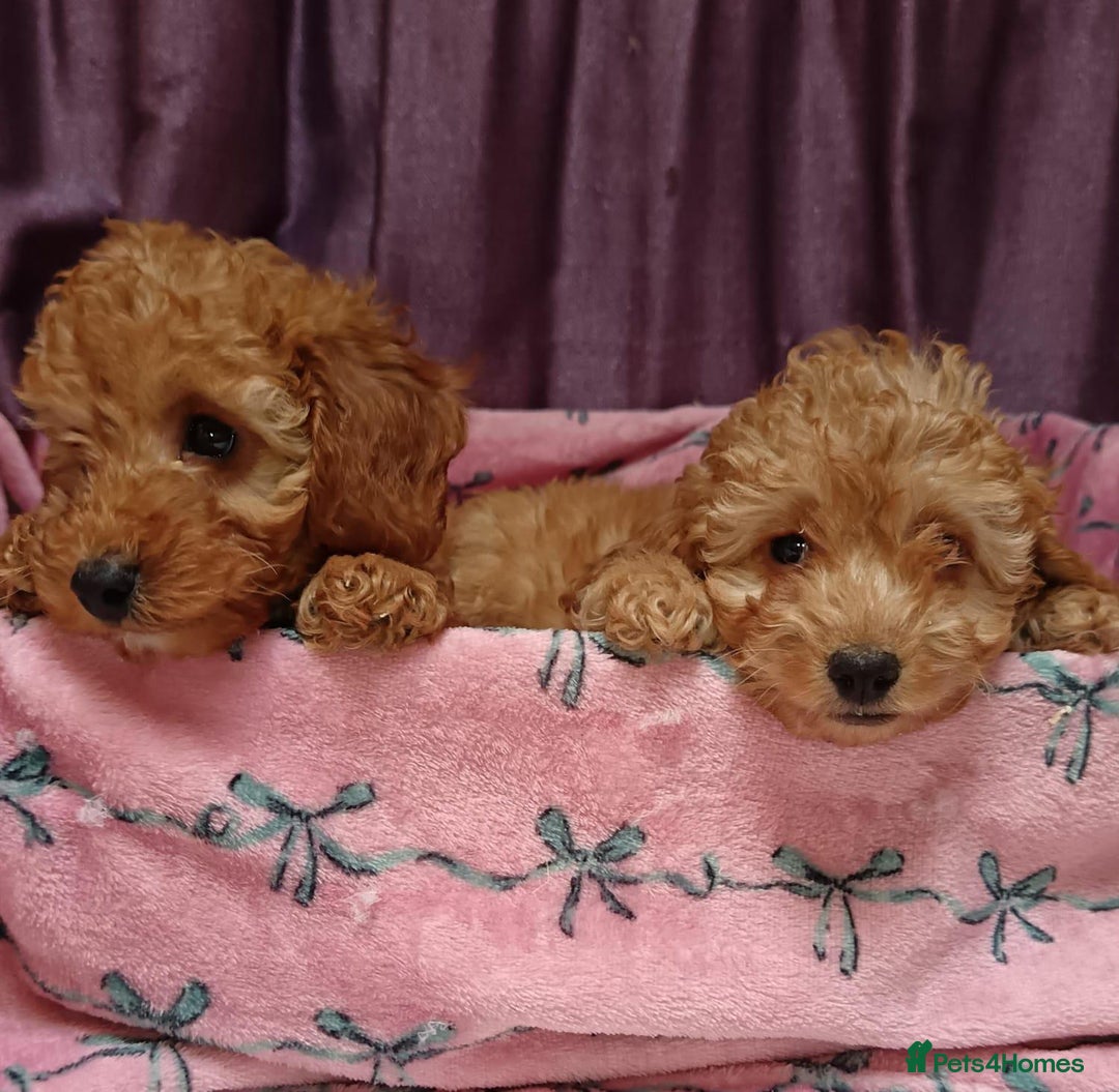 Cavapoo dogs for sale: Cavapoo puppy's  - Image 12
