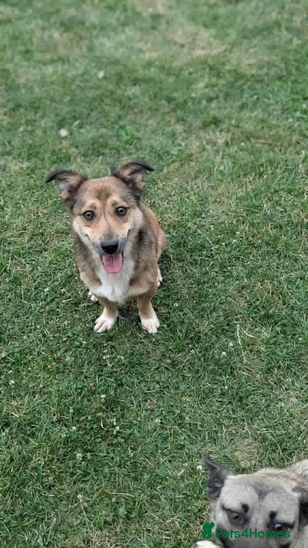 Mixed Breed dogs for adoption: Watson for adoption - Advert 1