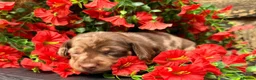Miniature Dachshund dogs for sale: Long haired miniature dachshund  - Advert 21