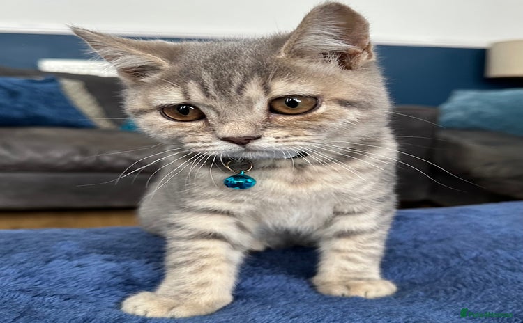 British Shorthair cats - Advert 4