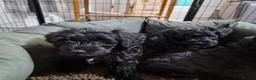 Schnoodle dogs for sale: schnoodle  - Advert 11