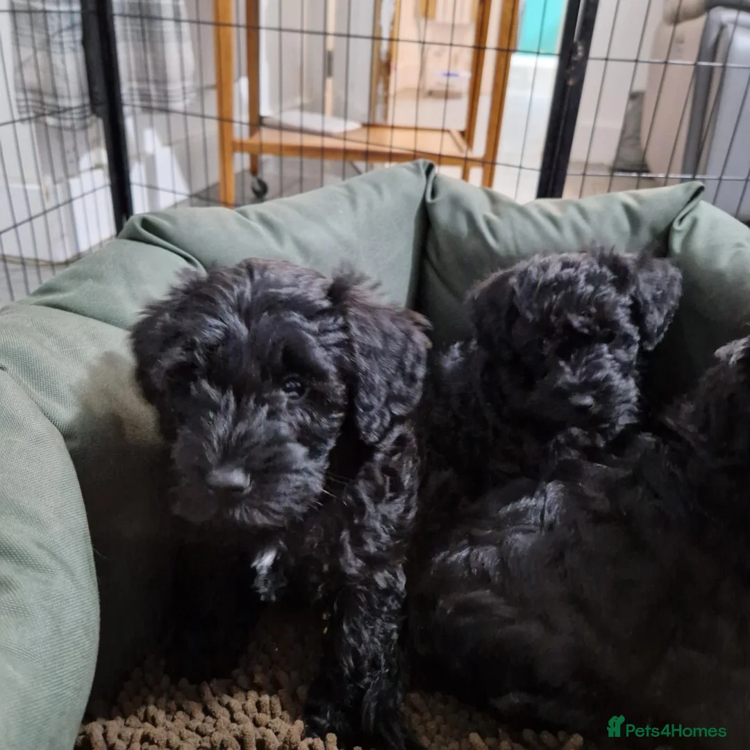 Schnoodle dogs for sale: schnoodle  - Advert 11