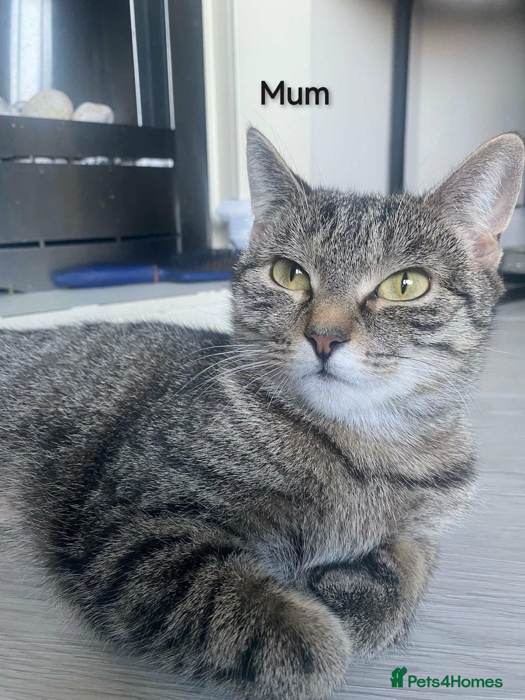 Mixed Breed cats for sale: Siamese Bengal mix kittens  - Advert 2