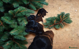 Sprocker dogs for sale: Beautiful litter of Sprockers  - Image 5