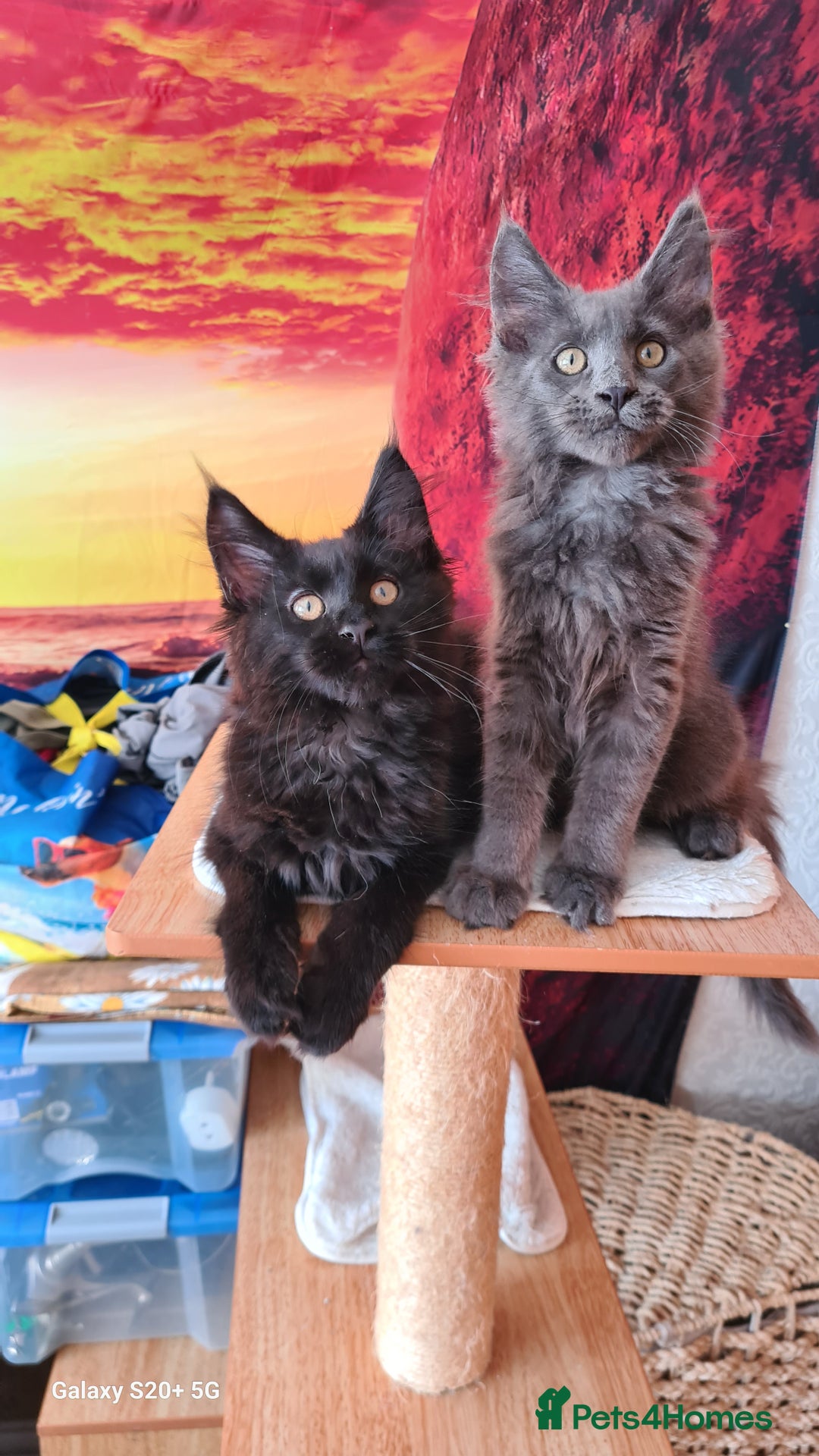 Maine Coon cats for sale: Main coons - Image 17