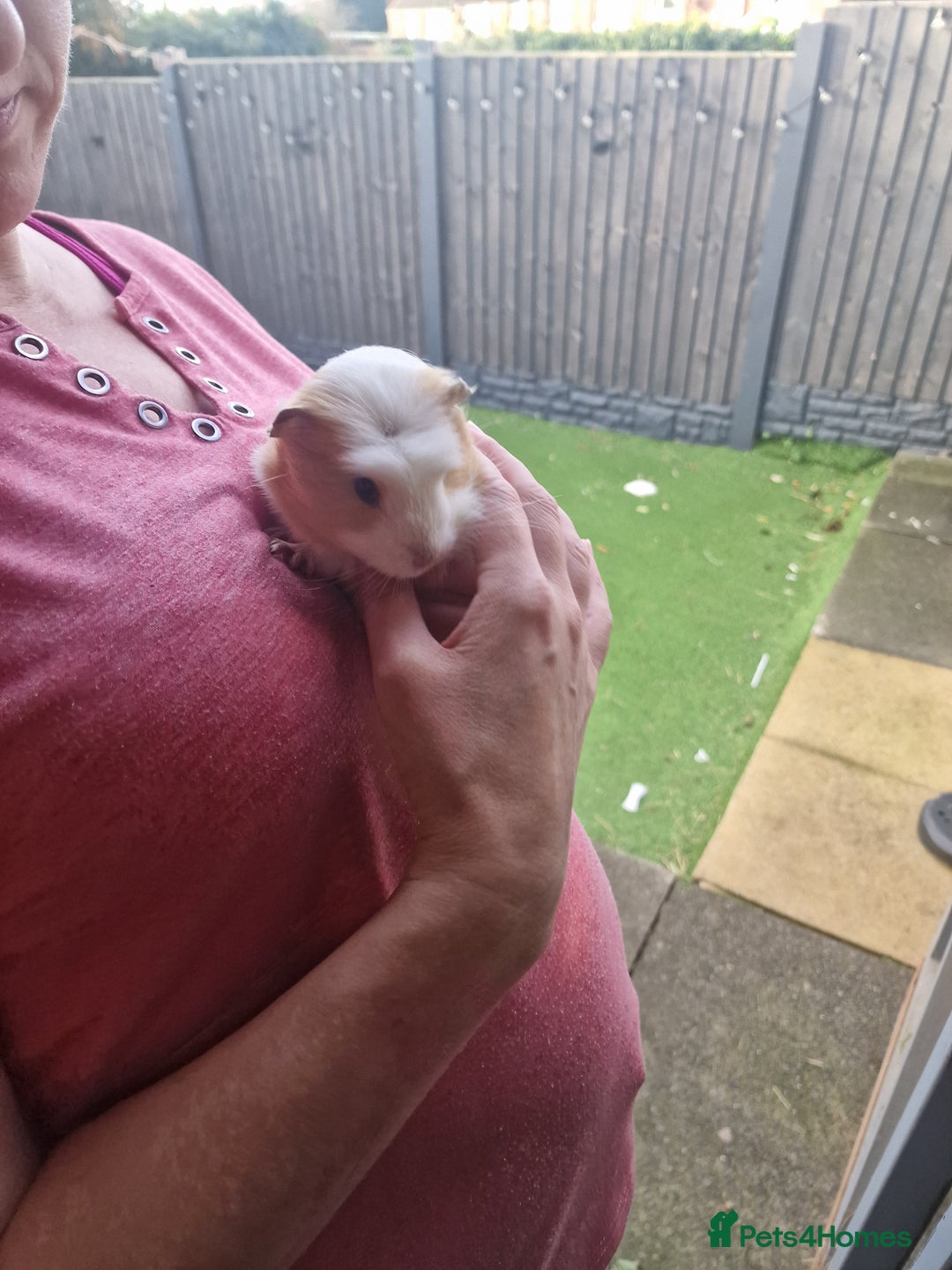 Guinea Pig rodents for sale: guinea pigs available  - Advert 6