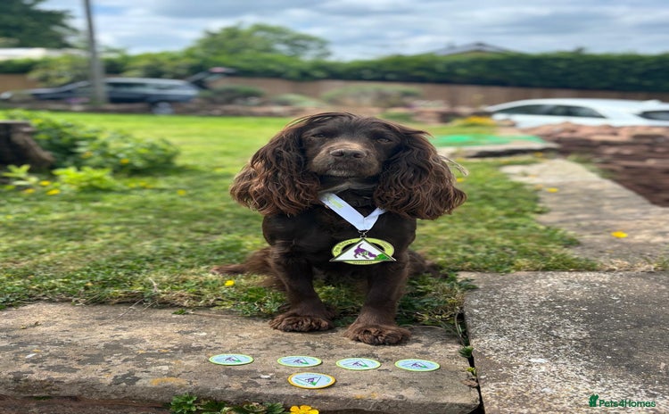 Cocker Spaniel dogs - Advert 2