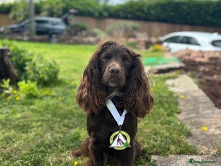Cocker Spaniel dogs KC Reg Cocker Spaniel Puppies - Advert 10