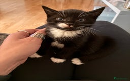 Mixed Breed cats for sale: Beautiful and super playful kittens  - Image 2