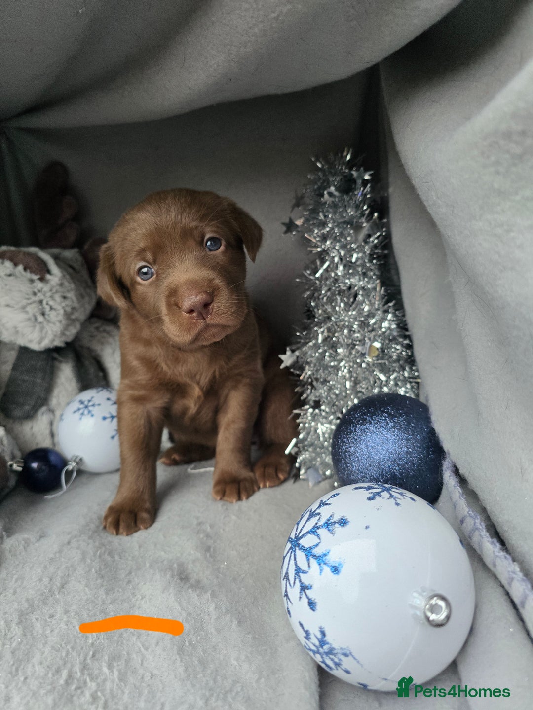 Labrador Retriever dogs for sale: Ready for home 🥰left last boy! - Advert 20