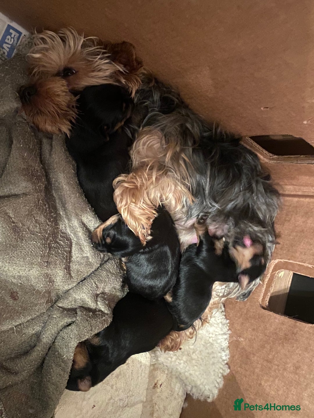 Yorkshire Terrier dogs for sale: Yorkshire Terrier puppies - Advert 6