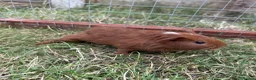 Guinea Pig rodents for sale: Gorgeous female baby guinea pigs! in Tamworth - Advert 4