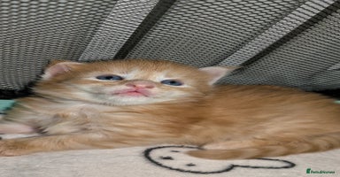 Maine Coon cats - Advert 8