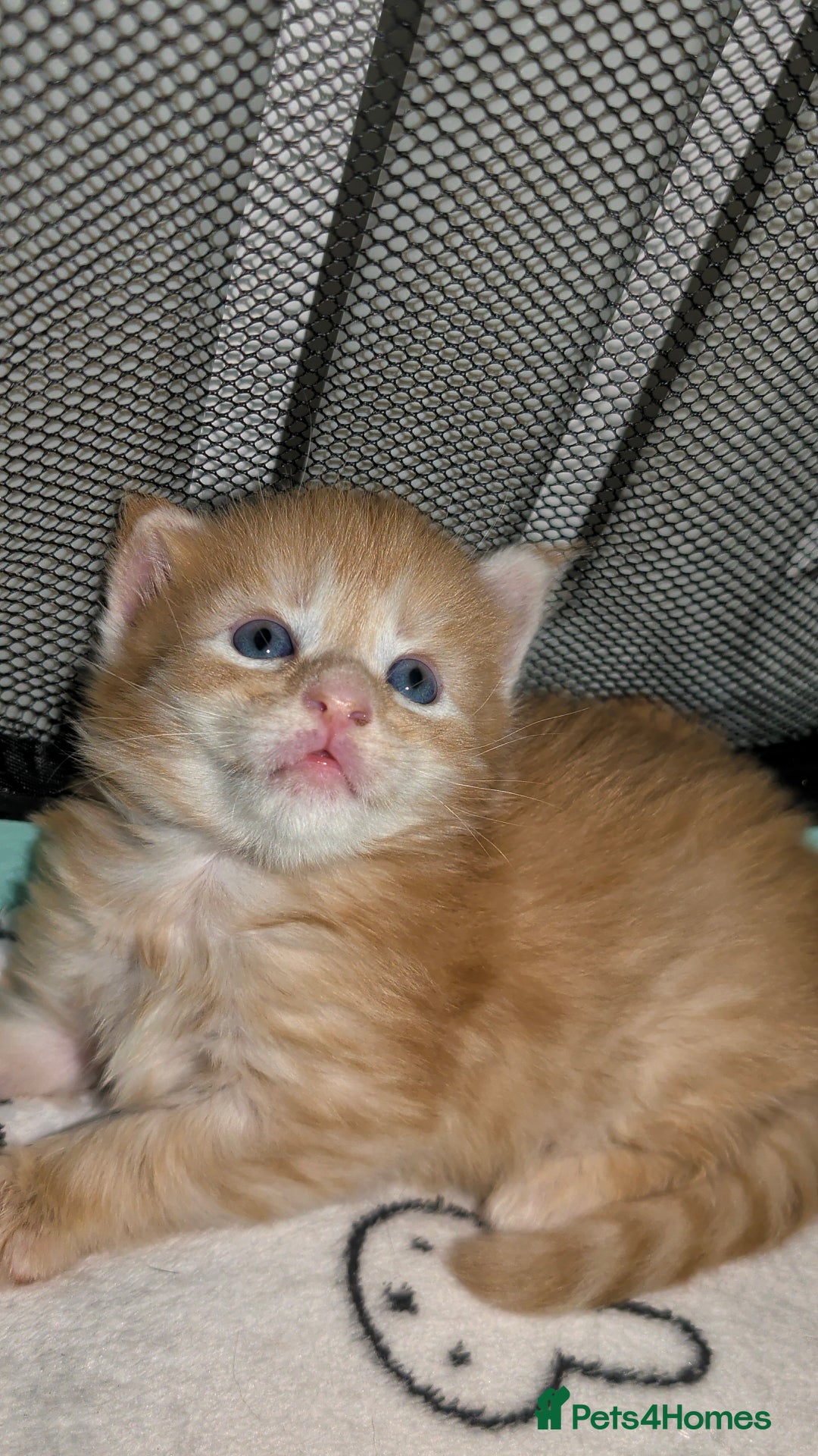 Maine Coon cats for sale: Exceptional Red Silver Tabby Maine Coon Male - Image 3