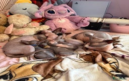 Sphynx cats for sale: Four beautiful Sphynx kittens for sale 🤍 - Image 18