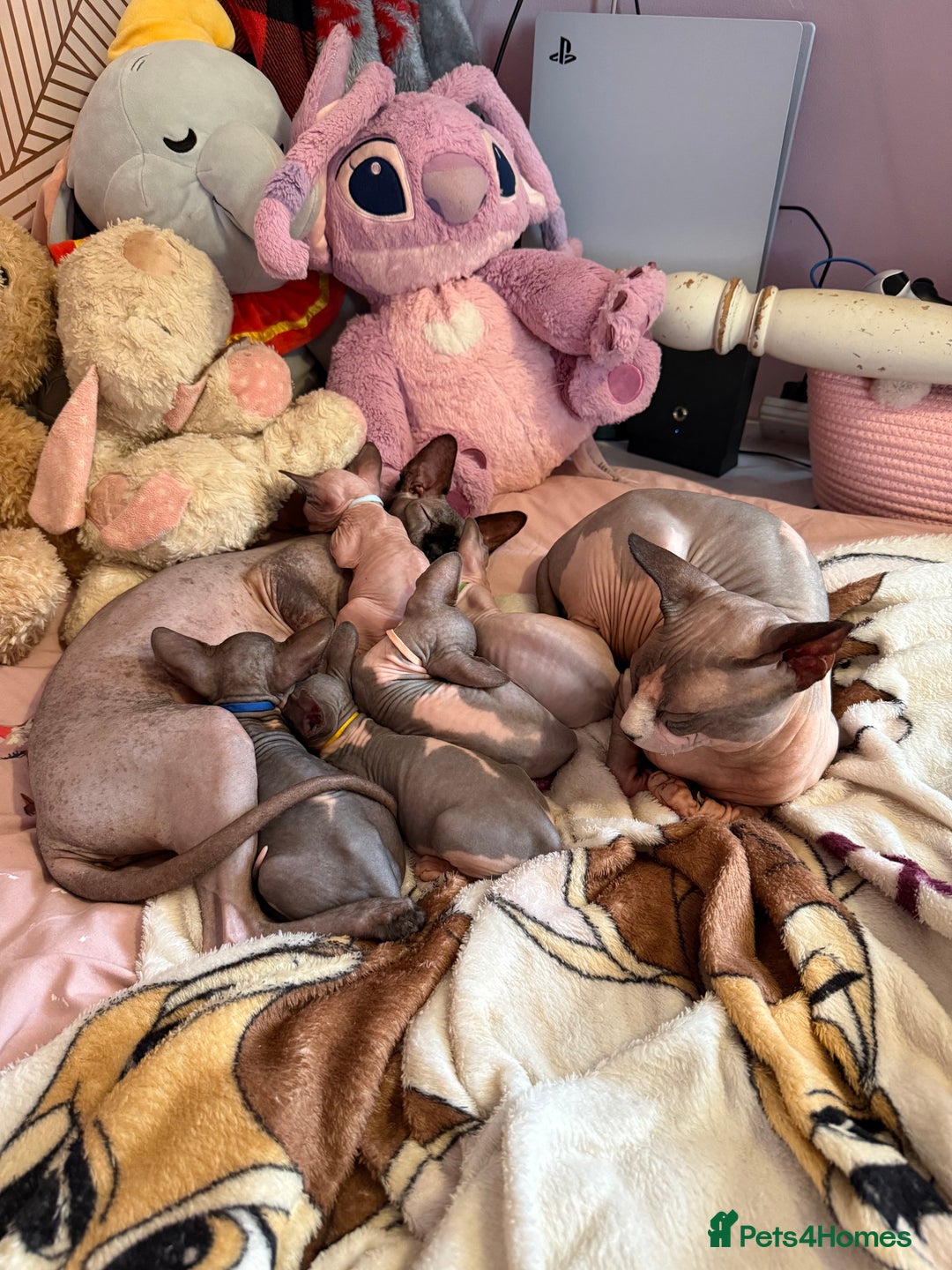 Sphynx cats for sale: Four beautiful Sphynx kittens for sale 🤍 - Image 18