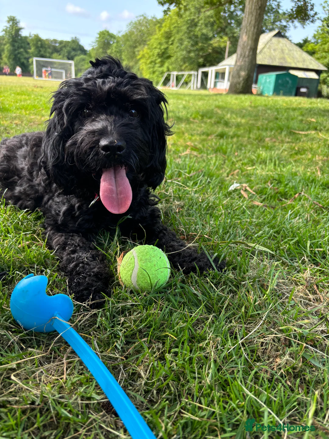 Cockapoo dogs for sale: F1B Mini Cockapoos - Advert 3