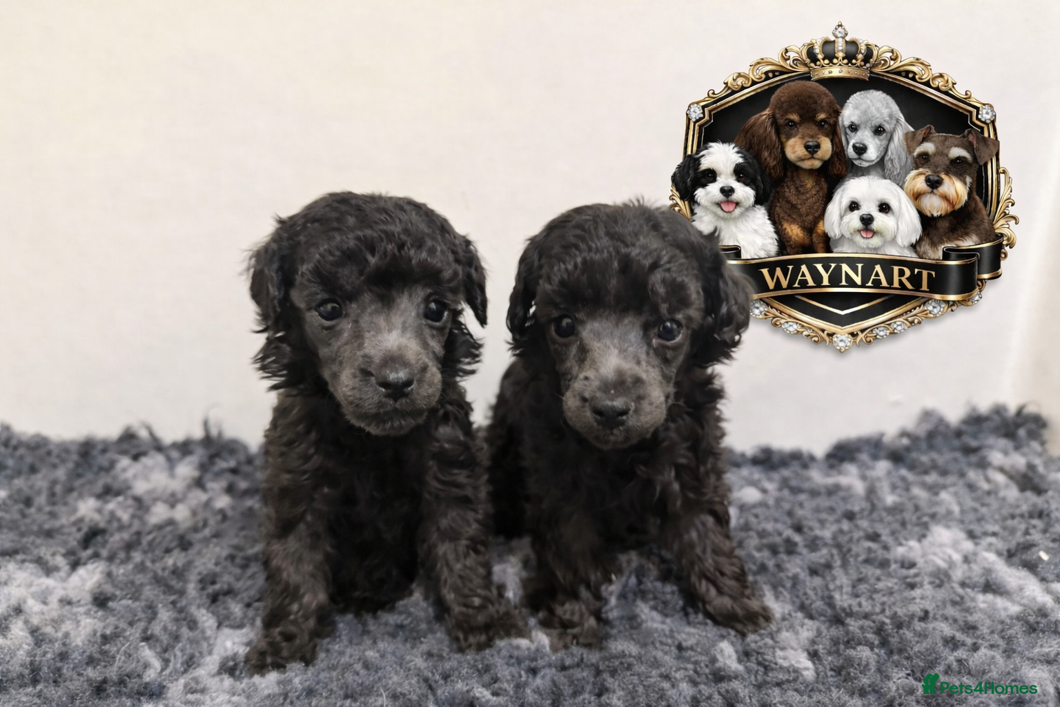 Toy Poodle dogs OUTSTANDING TOY SILVER POODLE BOYS DNA 🧬 CLEAR - Advert 2