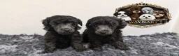Toy Poodle dogs for sale: OUTSTANDING TOY SILVER POODLE BOYS DNA 🧬 CLEAR - Advert 1