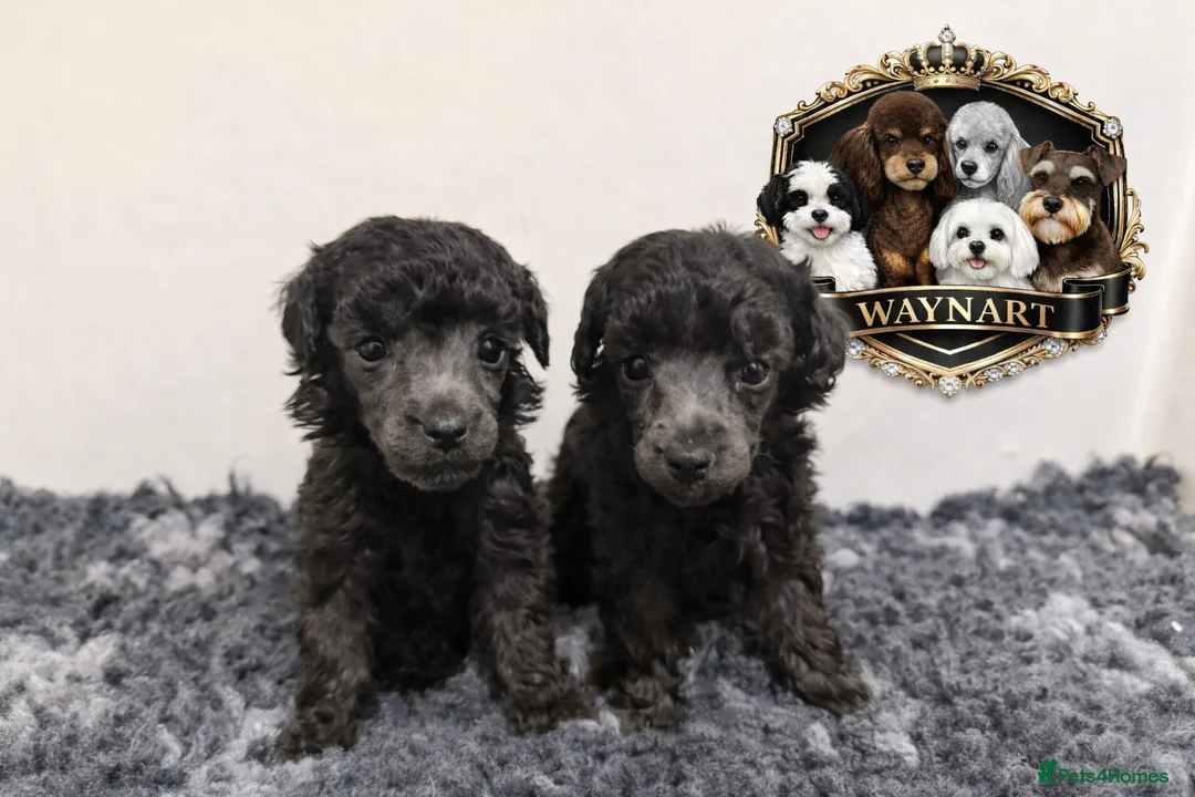 Toy Poodle dogs for sale: OUTSTANDING TOY SILVER POODLE BOYS DNA 🧬 CLEAR - Advert 1