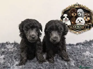 Toy Poodle dogs OUTSTANDING TOY SILVER POODLE BOYS DNA 🧬 CLEAR - Advert 2