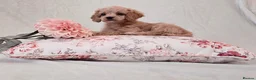 Cockapoo dogs for sale: Toy Teddy Bear Cockapoo Puppies - Advert 14