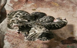 Bengal cats for sale: 2 stunning unique snow bengal kittens left  - Image 7