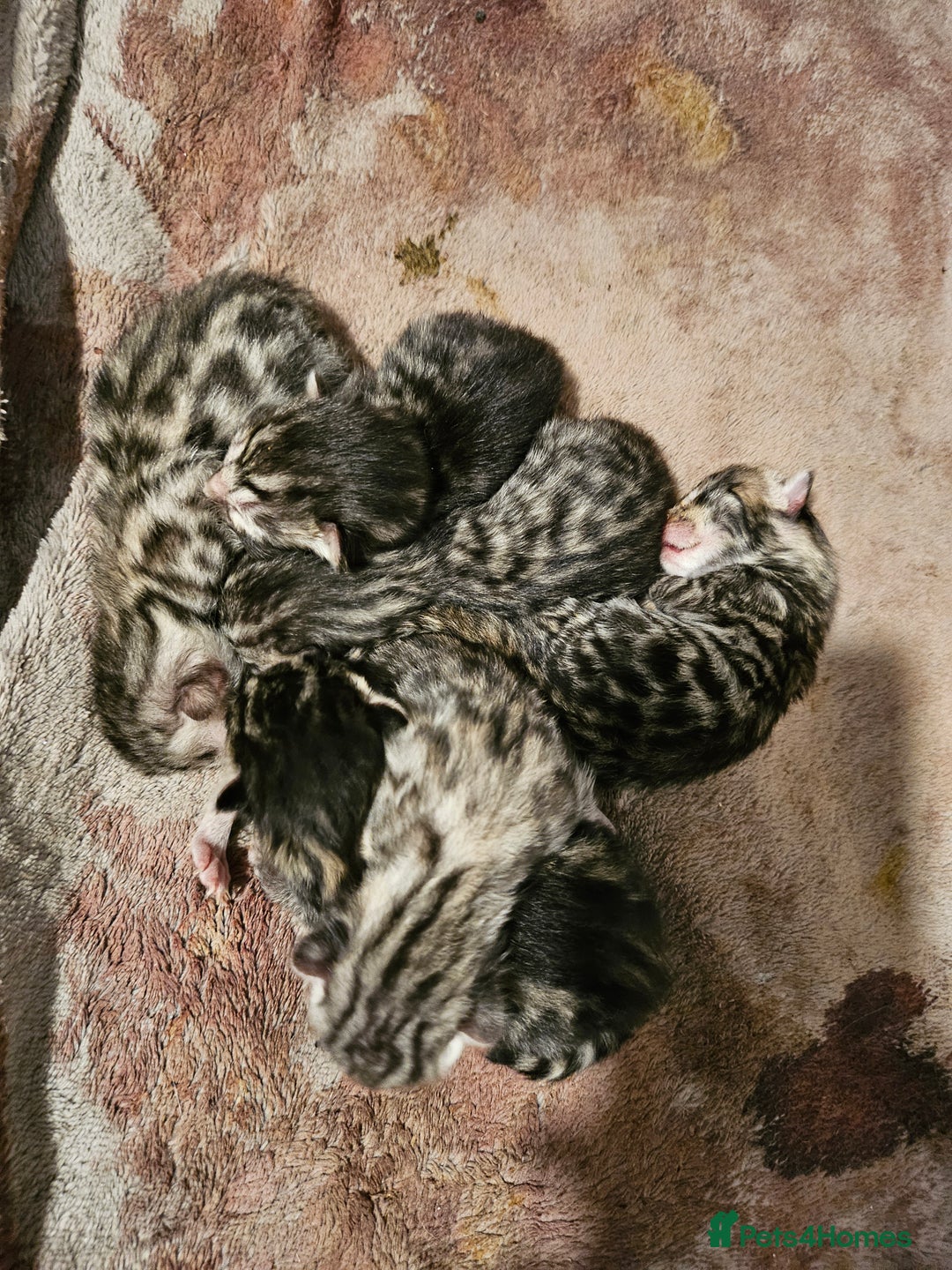 Bengal cats for sale: 2 stunning unique snow bengal kittens left  - Image 7