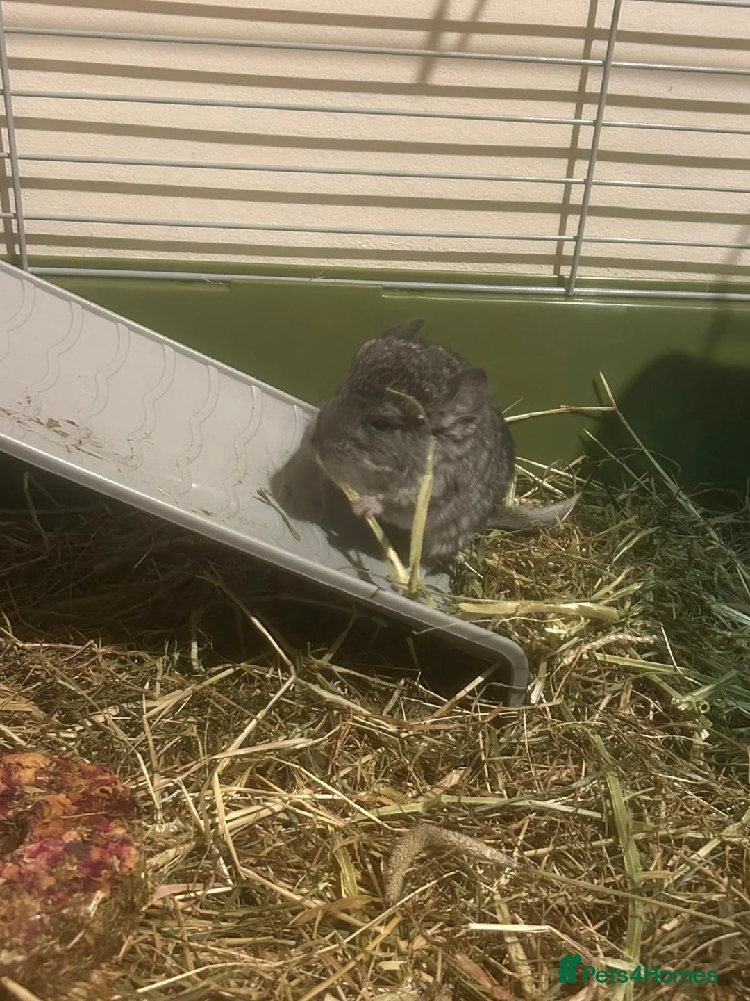 Chinchilla rodents for sale: 3 baby chinchillas for sale - Advert 4