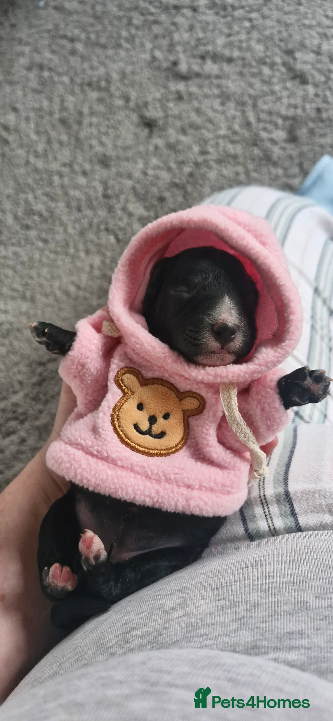 Mixed Breed dogs for sale: Stunning cavapoo x cockapoo litter just born! - Advert 4