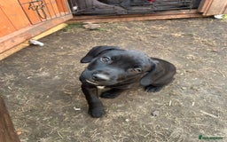 Mixed Breed dogs for sale: Stunning litter of puppies - Image 6
