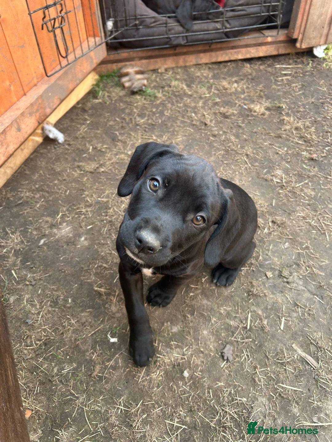 Mixed Breed dogs for sale: Stunning litter of puppies - Image 6
