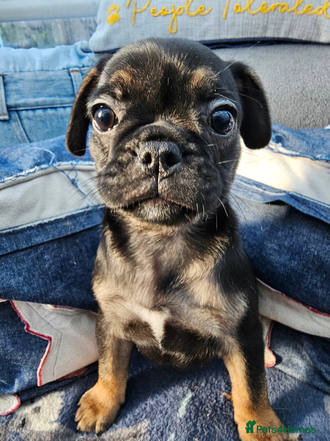 Frug dogs for sale: Frug puppies - Image 2