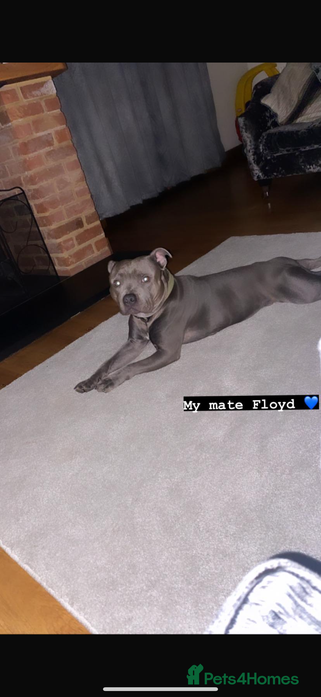 Staffordshire Bull Terrier dogs for sale: Blue and Merle girl Staffordshire Bull Terrier - Image 11