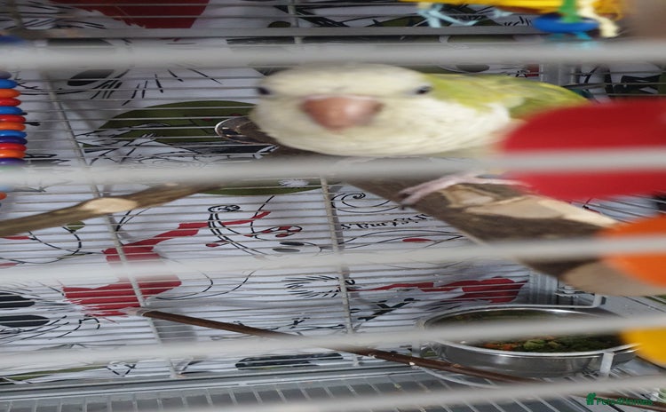 Parakeets birds - Advert 6