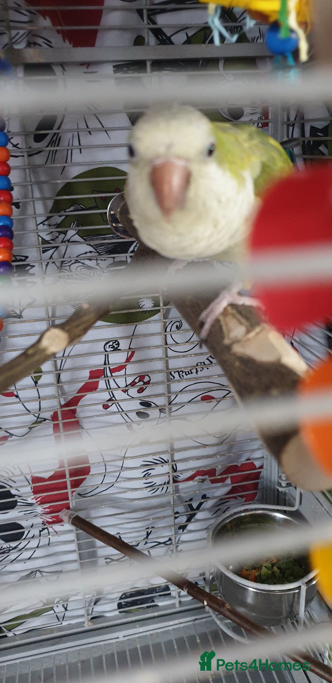 Parakeets birds for sale: Quaker parrot female - Image 1