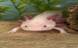 Axolotl reptiles for sale: Axolotl and Full setup - Image 1