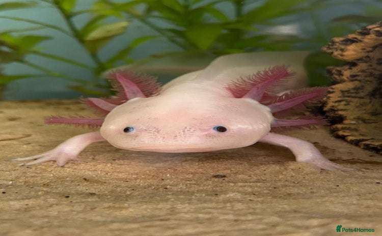 Axolotl reptiles - Advert 1