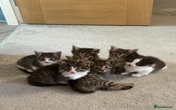 British Shorthair cats for sale: 7 kittens  - Image 14