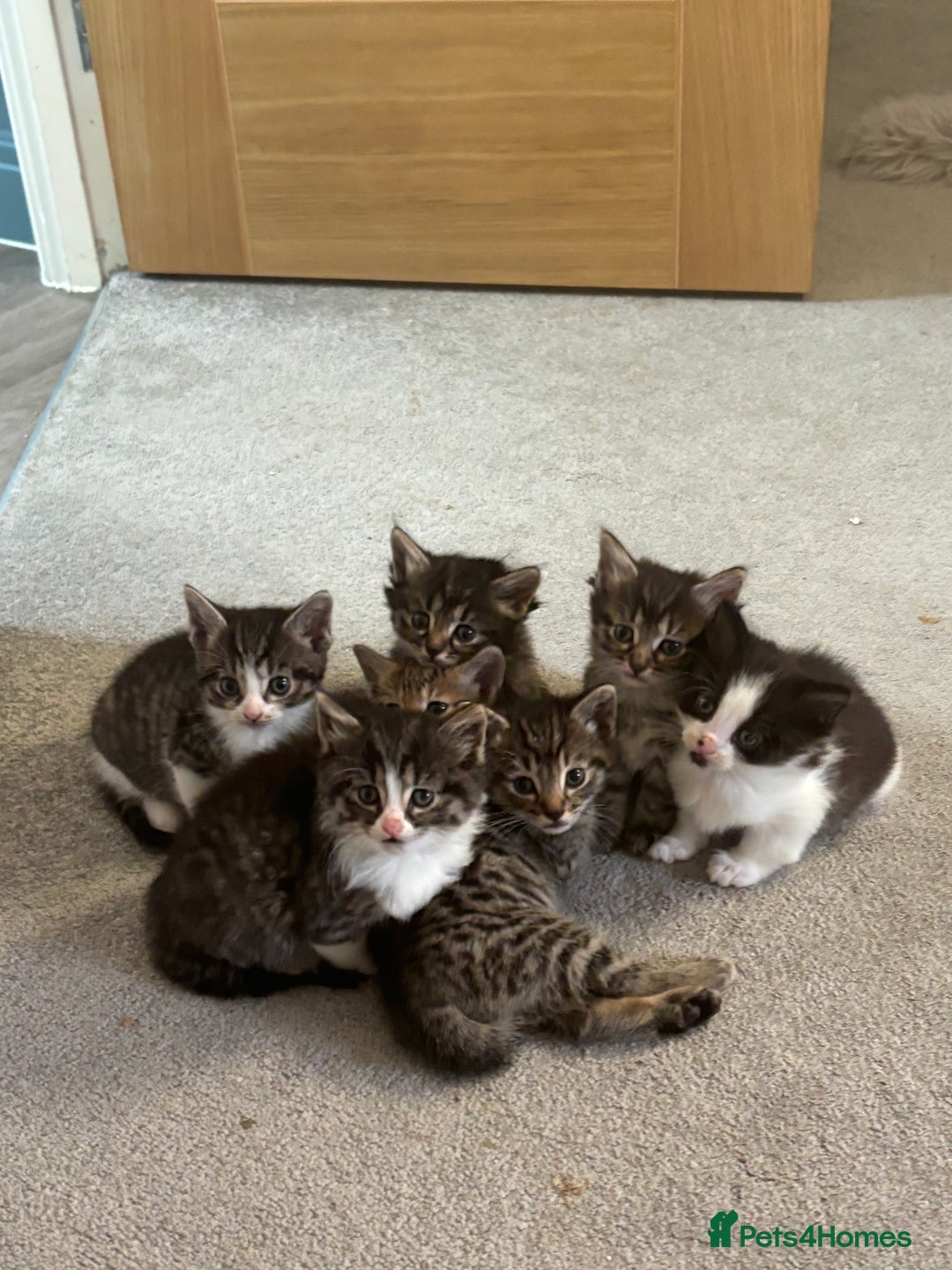 British Shorthair cats for sale: 7 kittens  - Image 14