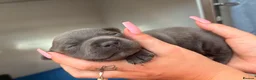 Staffordshire Bull Terrier dogs for sale: Champion Staffordshire bullterrier puppies - Advert 14
